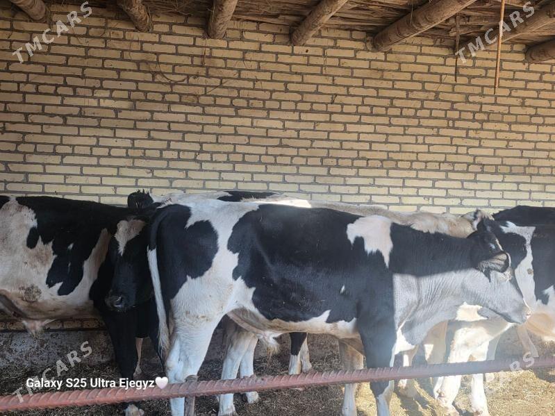 SIMENTAL OKIZLER - Саят - img 6