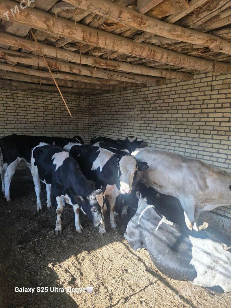 SIMENTAL OKIZLER - Саят - img 10