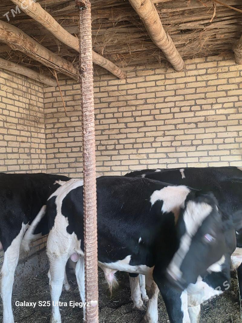 SIMENTAL OKIZLER - Саят - img 7