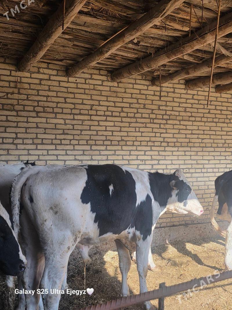 SIMENTAL OKIZLER - Саят - img 9