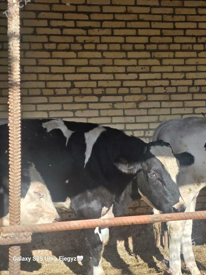 SIMENTAL OKIZLER - Саят - img 3