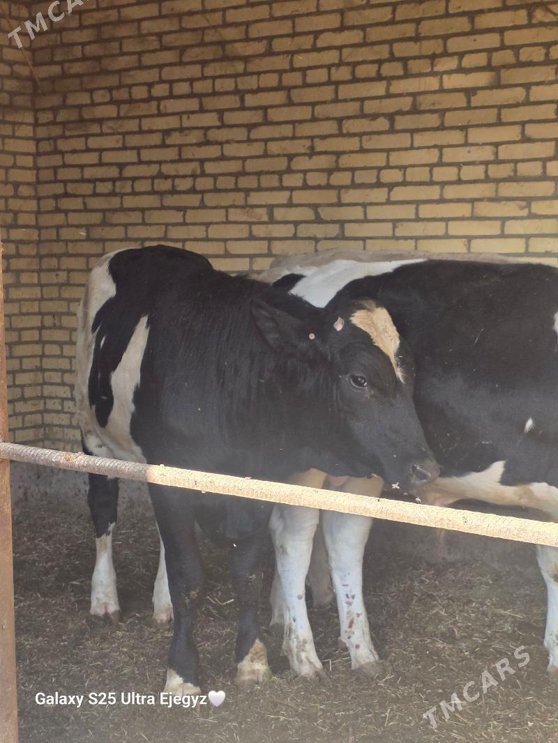 SIMENTAL OKIZLER - Саят - img 2