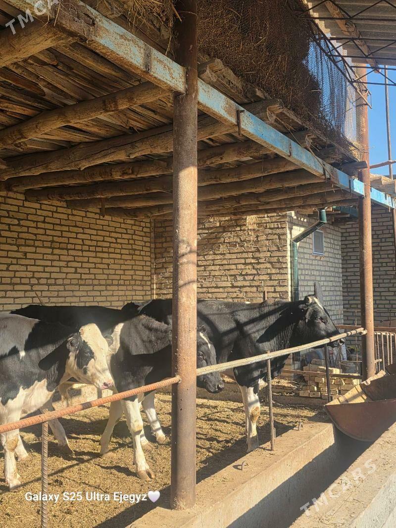 SIMENTAL OKIZLER - Саят - img 4