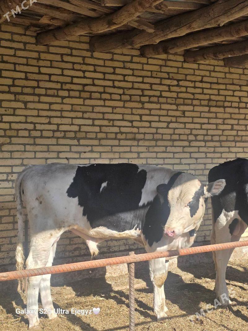 SIMENTAL OKIZLER - Саят - img 5