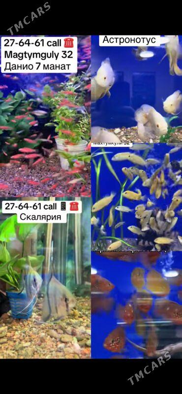 Аквариум-Рыбы - 1 мкр - img 2