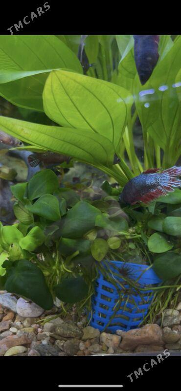 Аквариум-Рыбы - 1 мкр - img 9