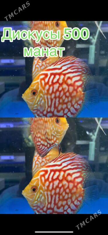 Аквариум-Рыбы - 1 мкр - img 4