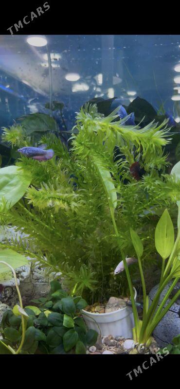 Аквариум-Рыбы - 1 мкр - img 5