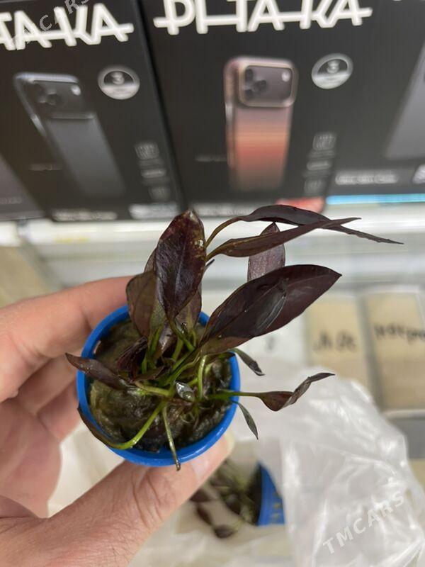 Аквариум-Рыбы - 1 мкр - img 10