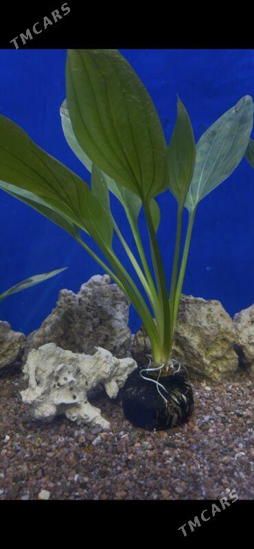 Аквариум-Рыбы - 1 мкр - img 7