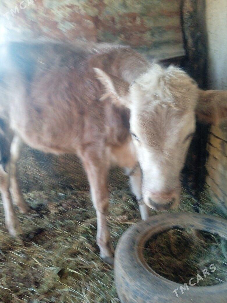 10 aylyk gole ylalasyk bar - Мары - img 2