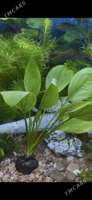 Аквариум-Рыбы - 1 мкр - img 8