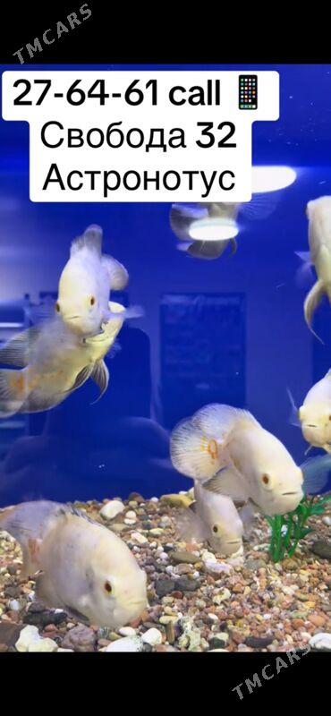 Аквариум-Рыбы - 1 мкр - img 3