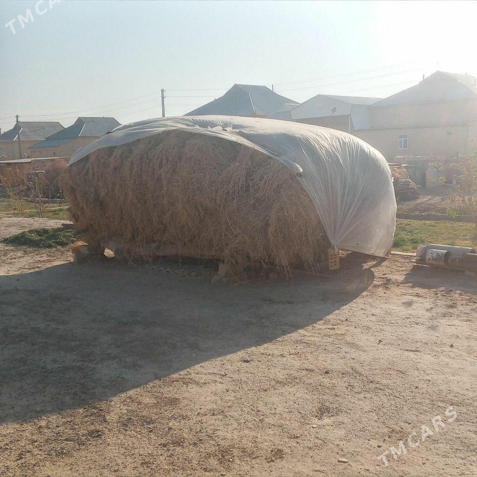 ýorunja - Sakarçäge - img 2