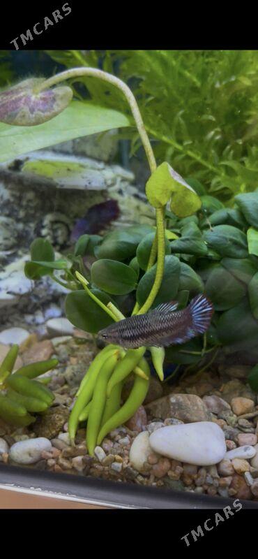 Аквариум-Рыбы - 1 мкр - img 6