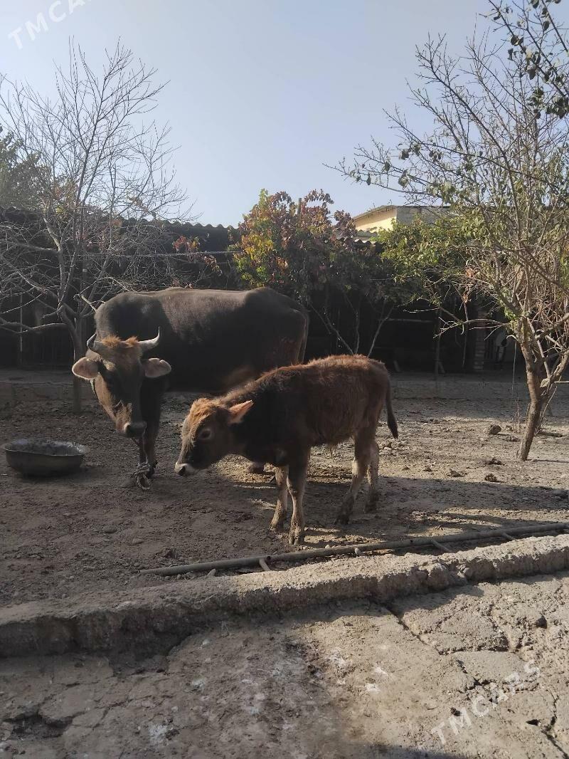 sves okuz - Garadamak Şor - img 3