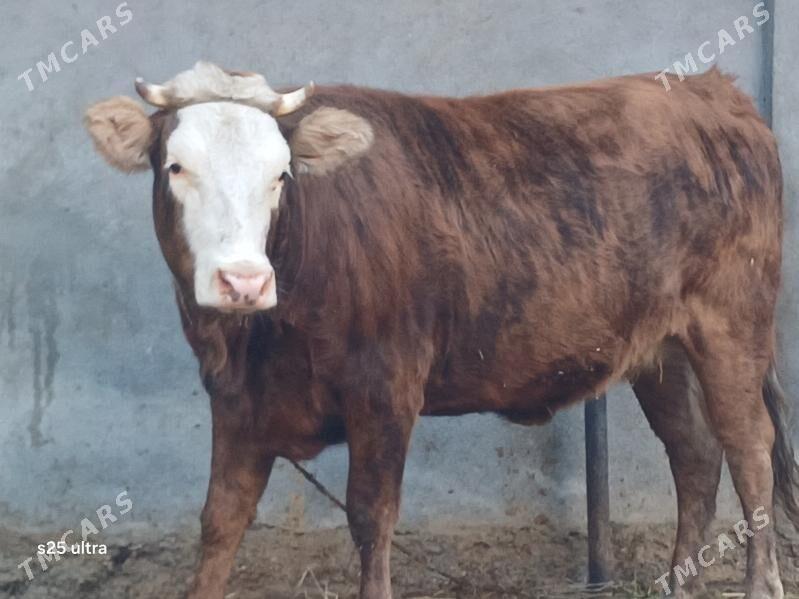 bakylan tuwe - Büzmeýin - img 2