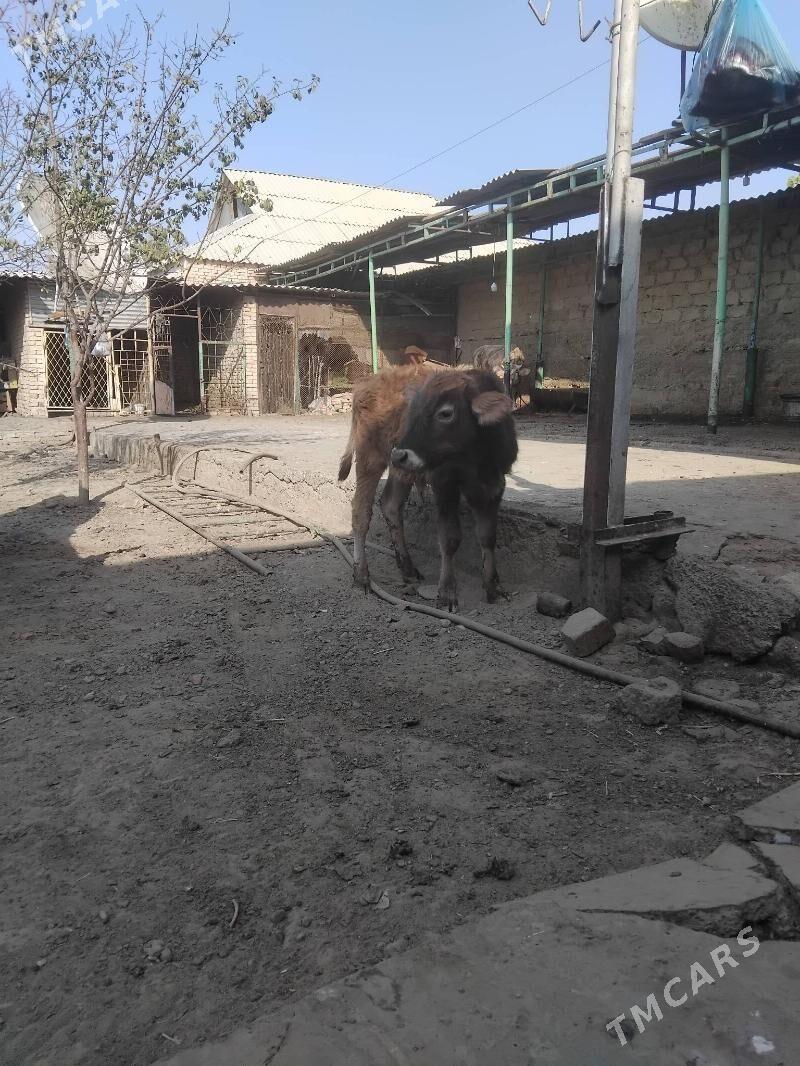 sves okuz - Garadamak Şor - img 2