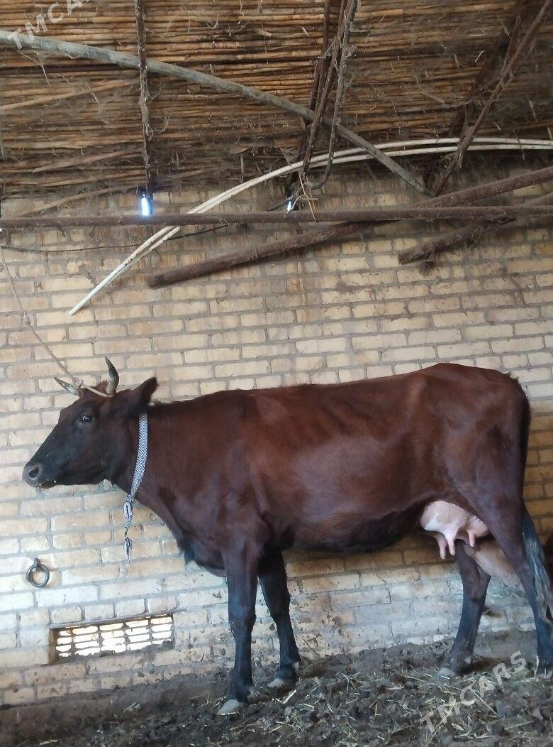 араса бурлат саглык сыгыр - Чарджоу - img 7