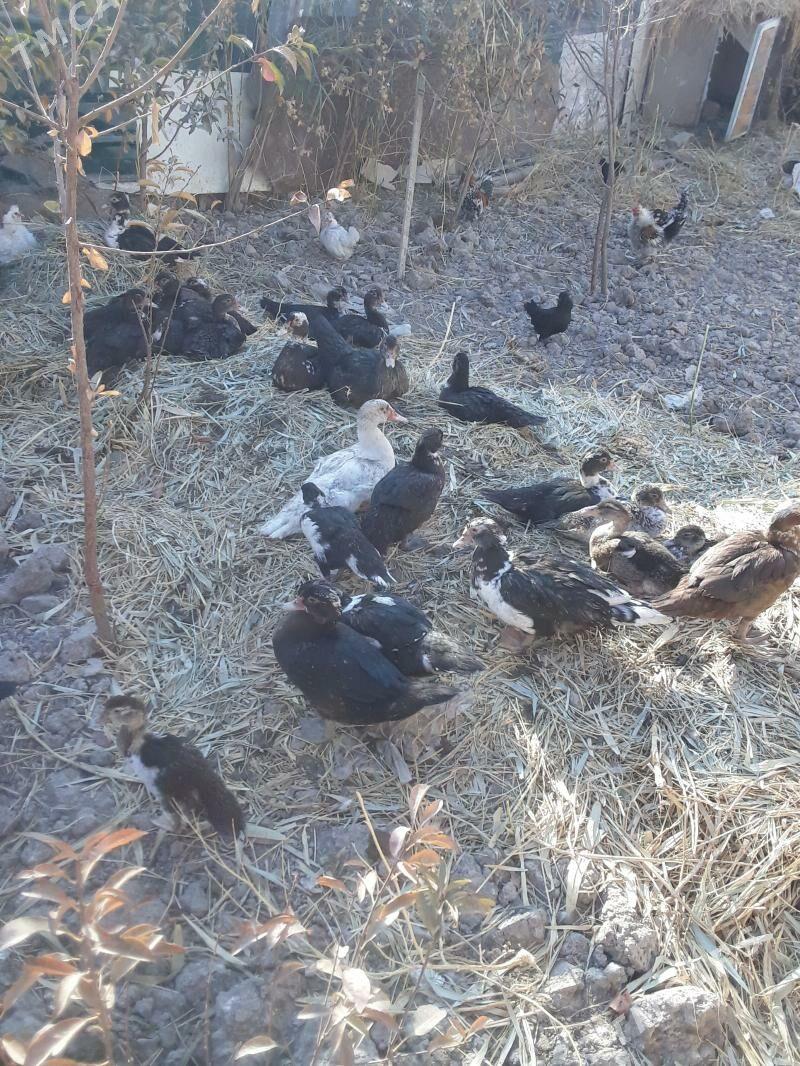 ordek - Туркменабат - img 4