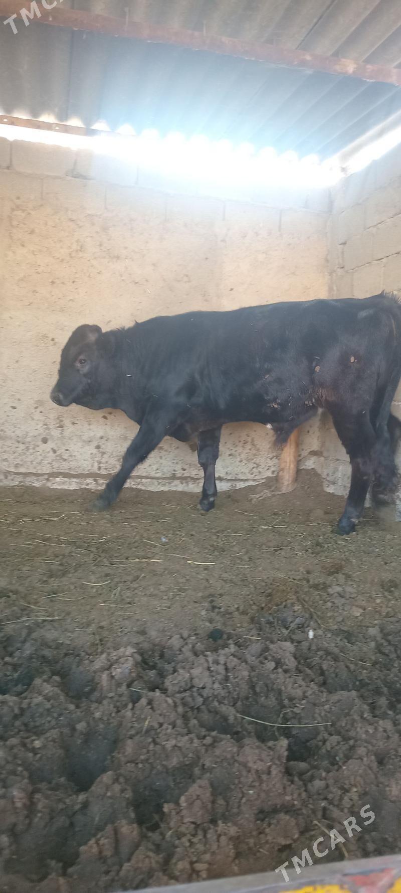 öküz - Анев - img 4