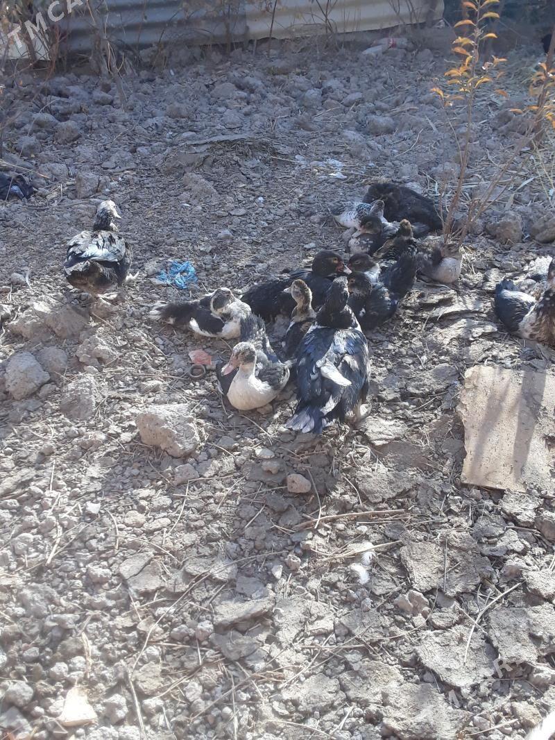 ordek - Туркменабат - img 5