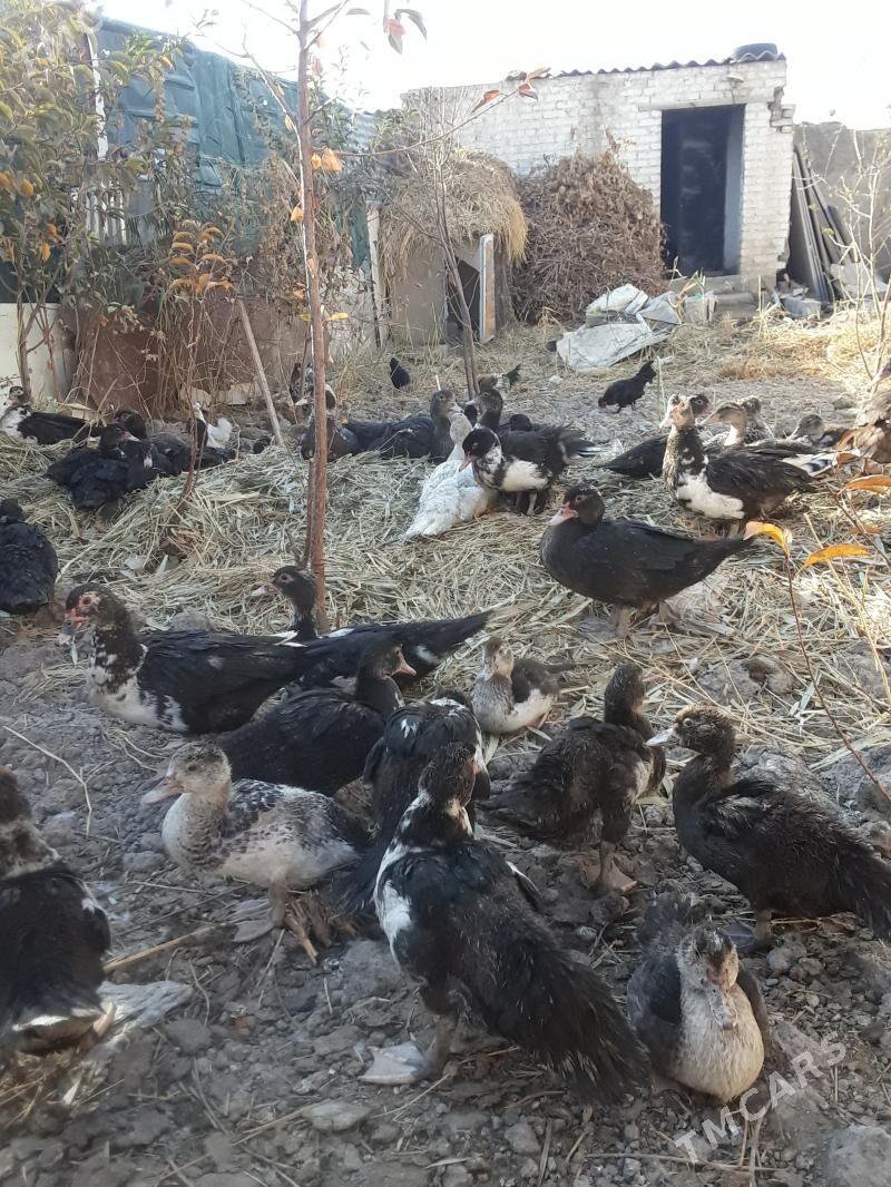 ordek - Туркменабат - img 3