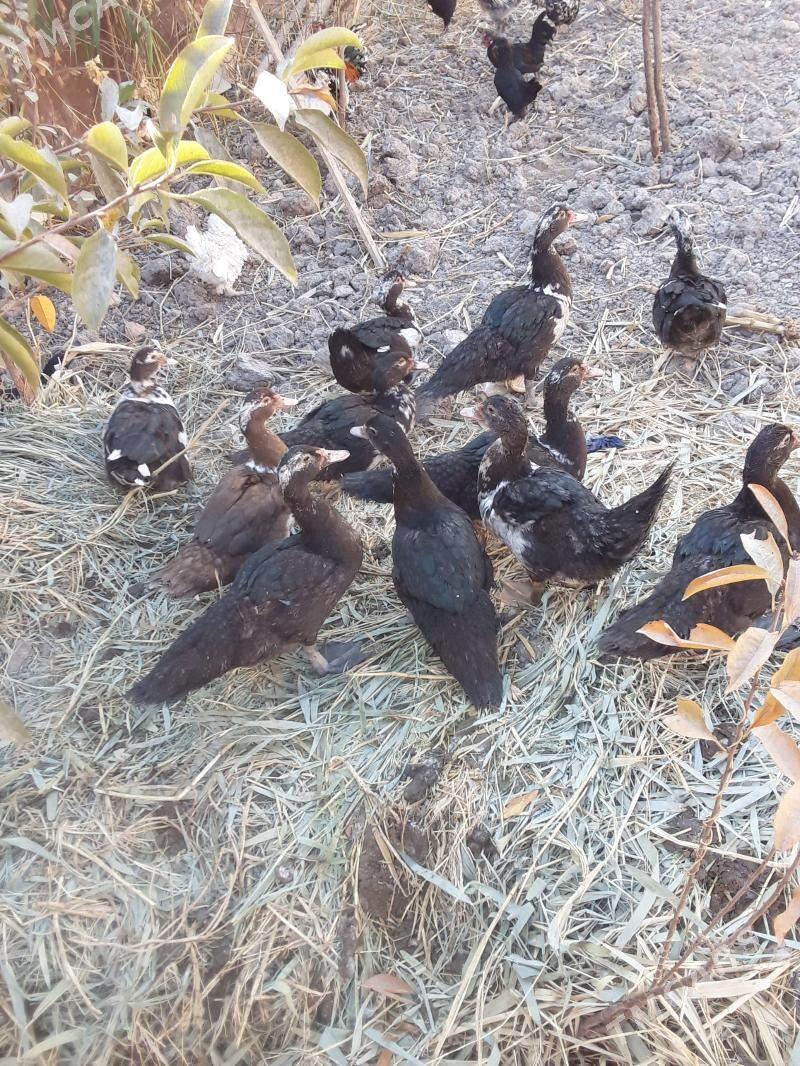 ordek - Туркменабат - img 2