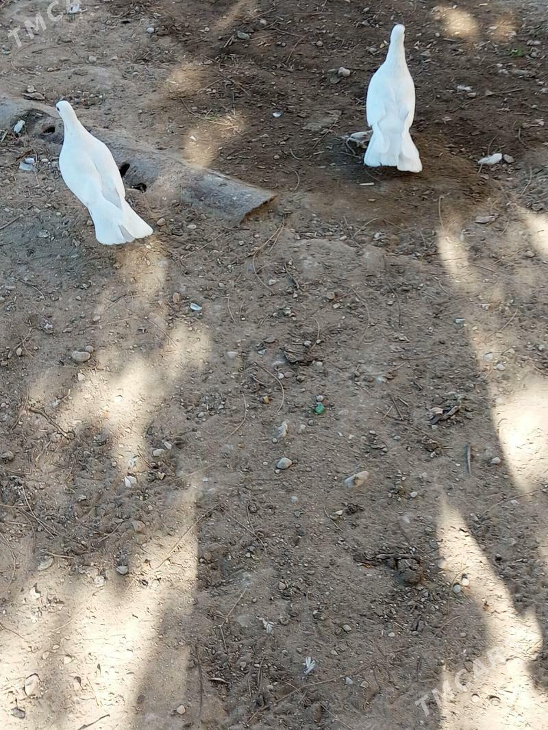 Kepderi - Balkanabat - img 2