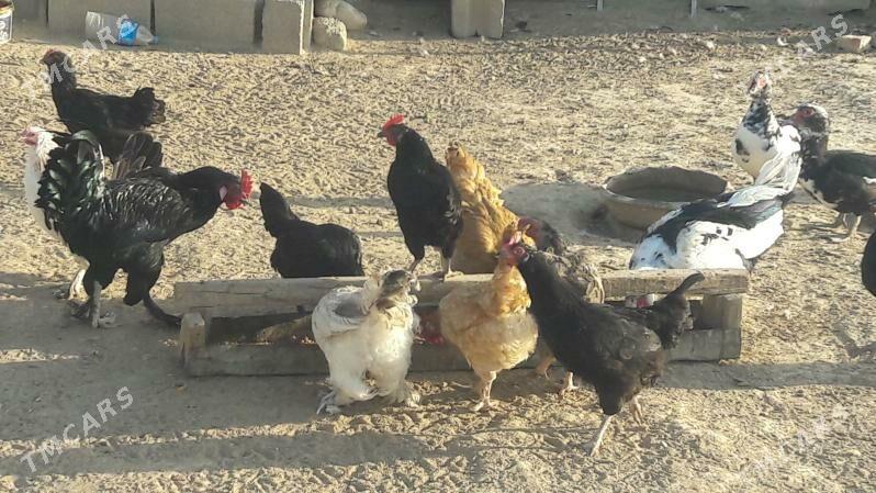 towyk - Гызыларбат - img 3