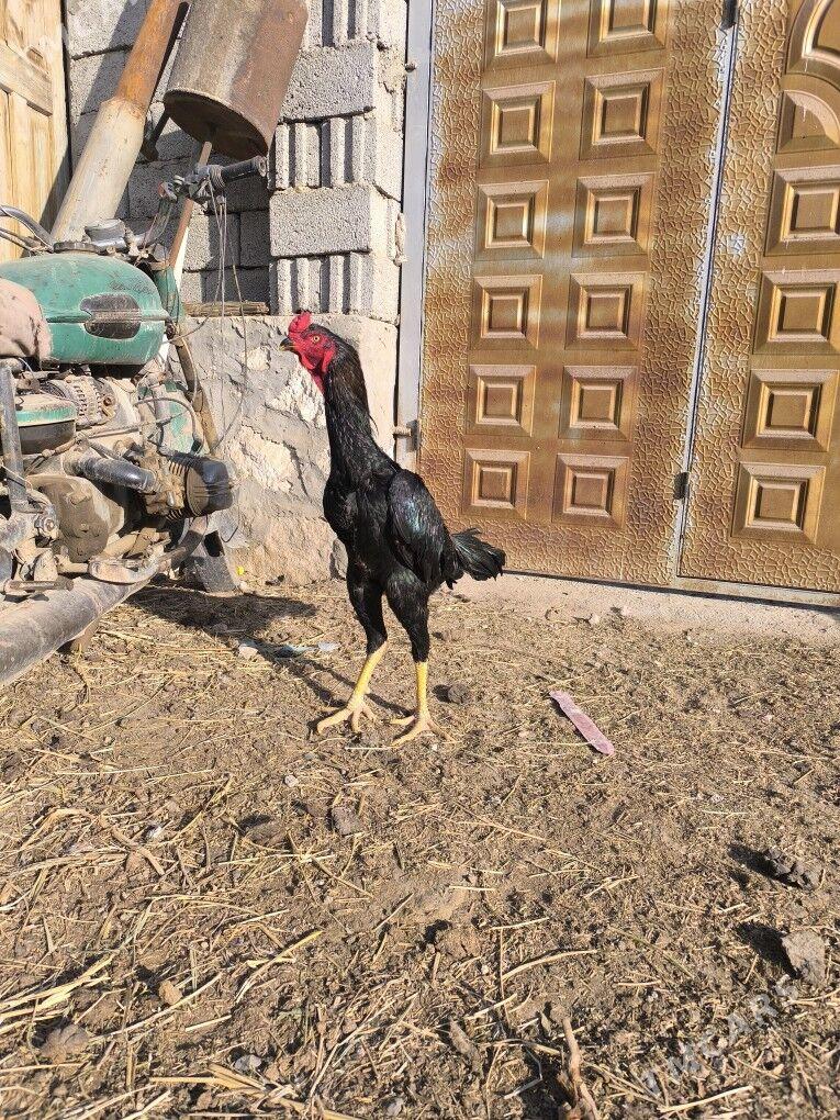 horaz - Керки - img 5