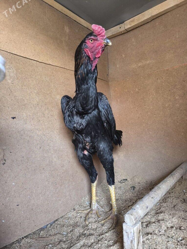 horaz - Керки - img 3