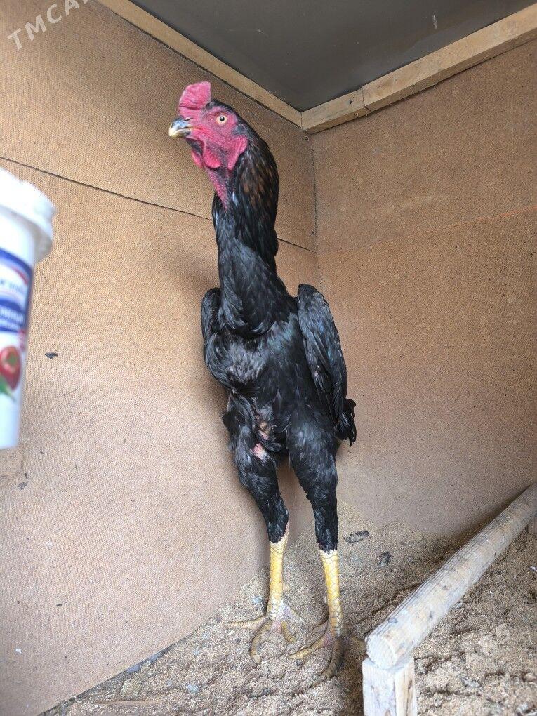 horaz - Керки - img 2