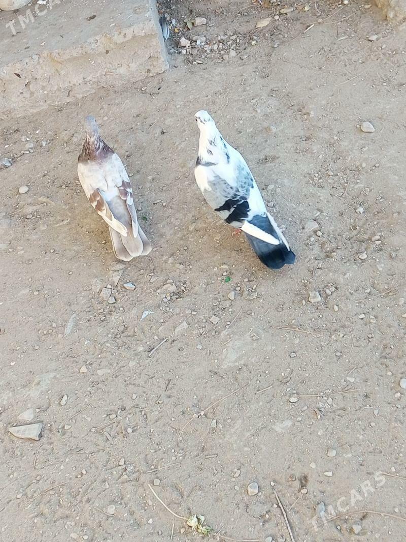 Kepderi - Балканабат - img 2