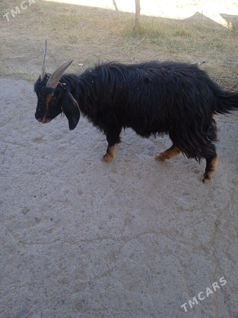 bogaz geci - Mary - img 2