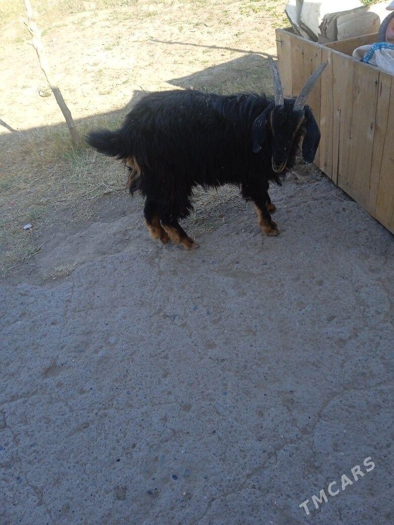 bogaz geci - Mary - img 1