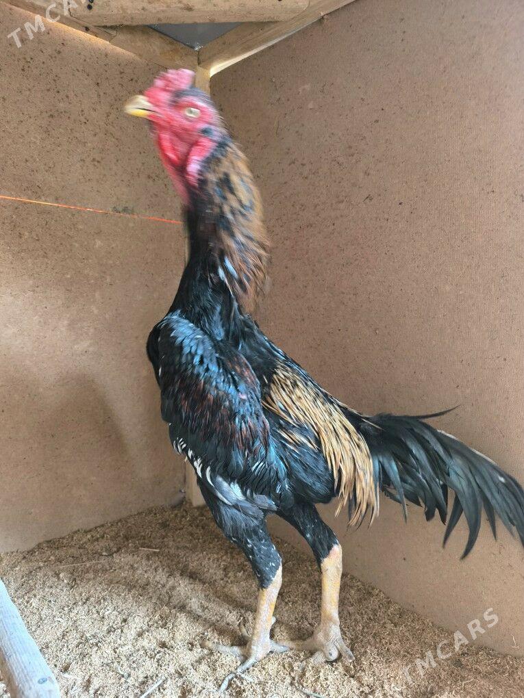 horaz - Керки - img 2