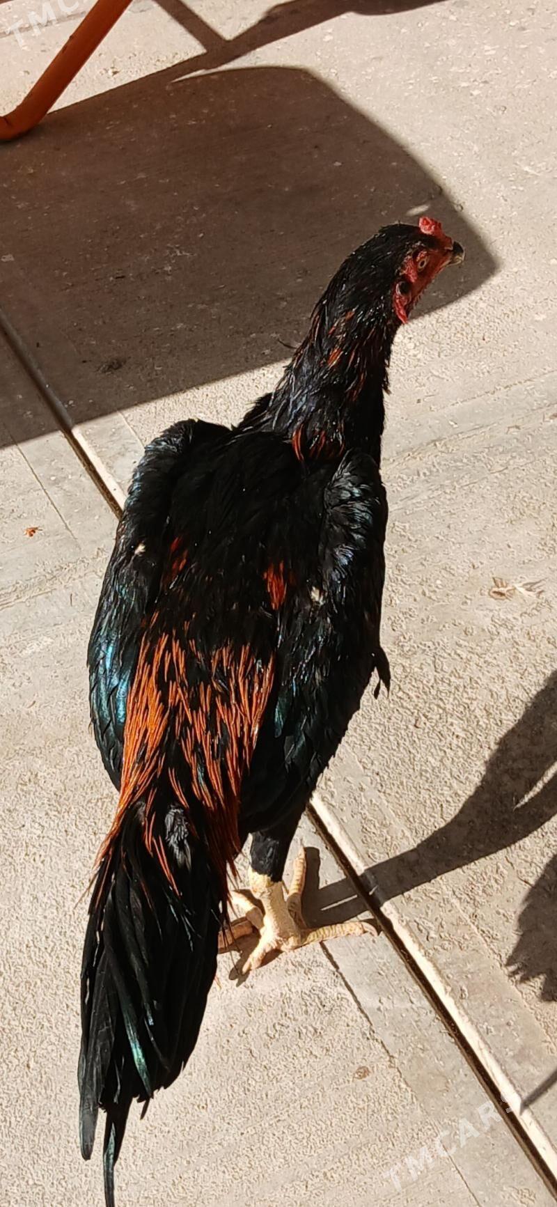 TASKENTHORAZ - Ашхабад - img 3