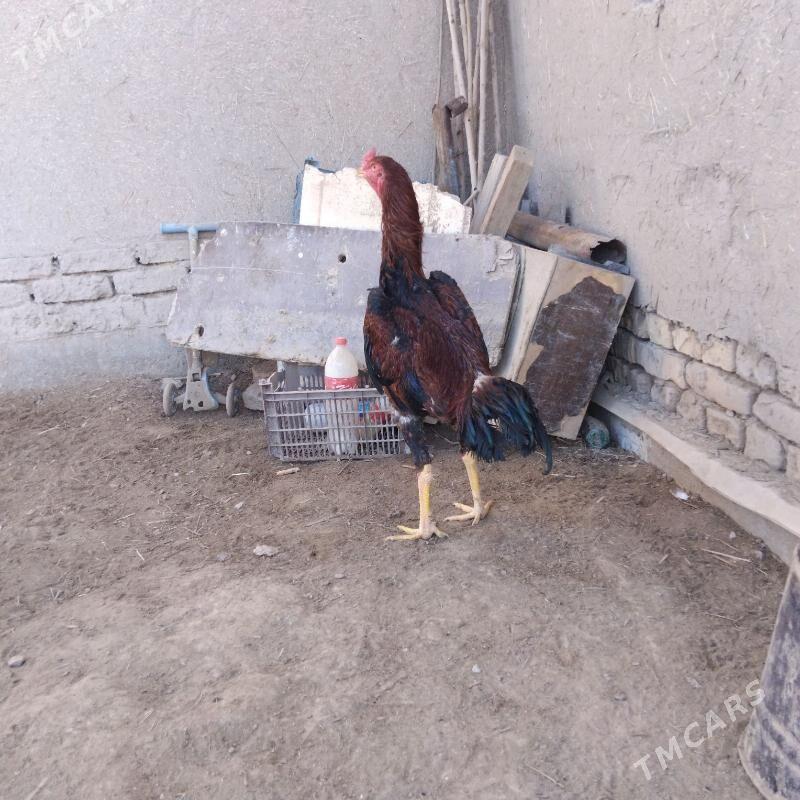 horaz - Дашогуз - img 2