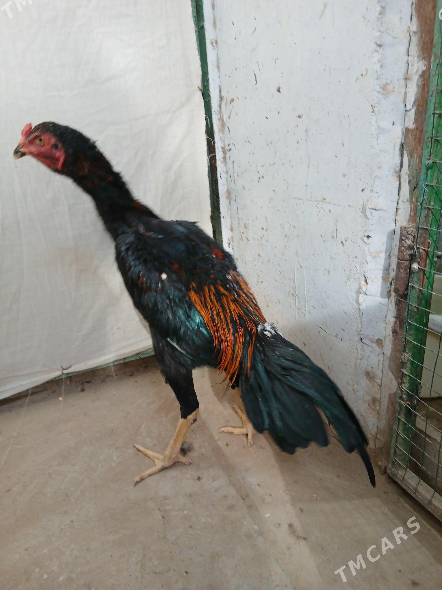 TASKENTHORAZ - Ашхабад - img 2