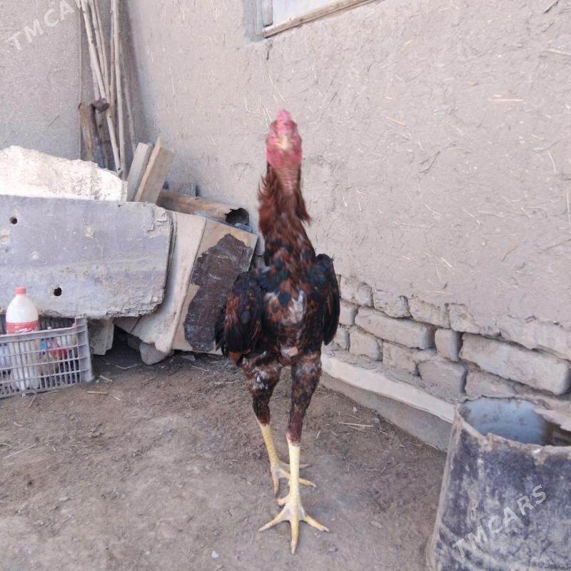 horaz - Дашогуз - img 3