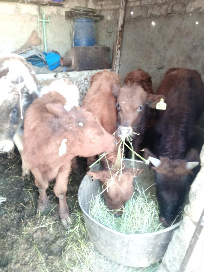 Arzan 5okuzler - Aşgabat - img 2