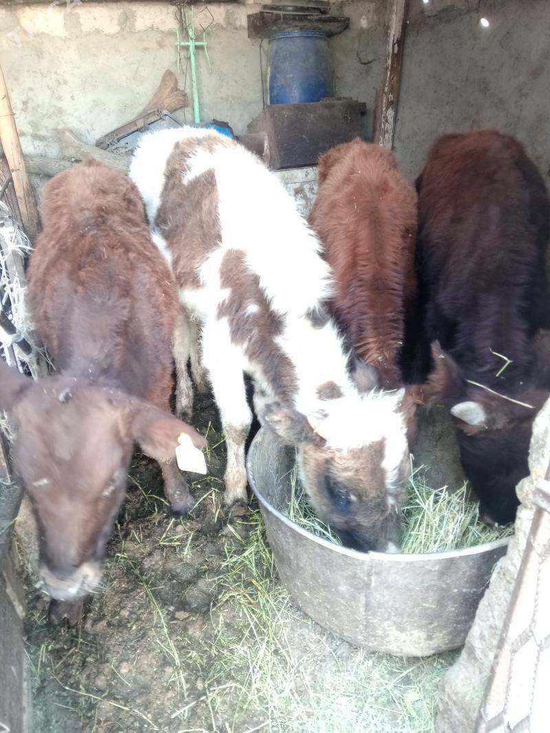 Arzan 5okuzler - Aşgabat - img 5