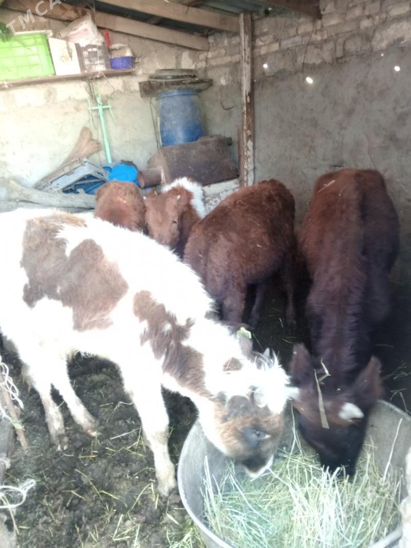 Arzan 5okuzler - Aşgabat - img 3