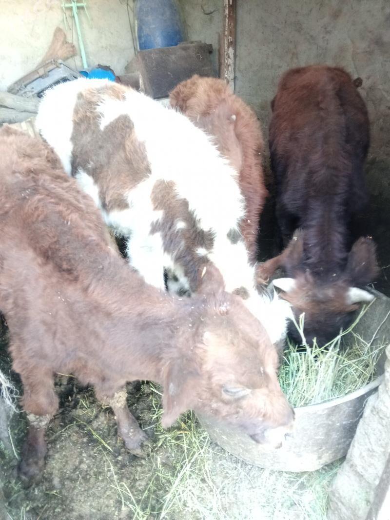 Arzan 5okuzler - Aşgabat - img 6