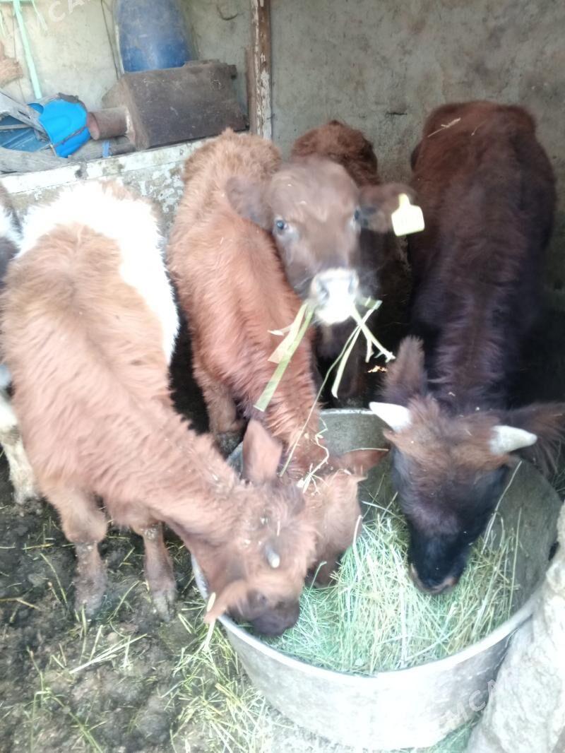 Arzan 5okuzler - Aşgabat - img 10