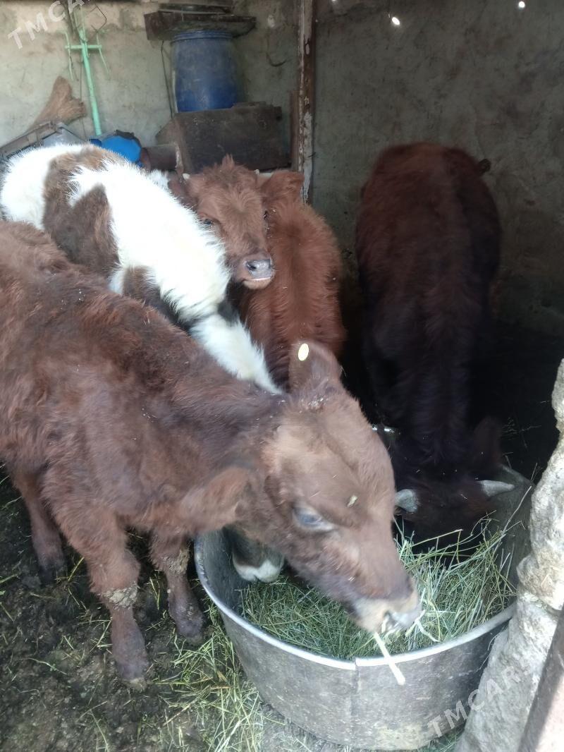 Arzan 5okuzler - Aşgabat - img 8