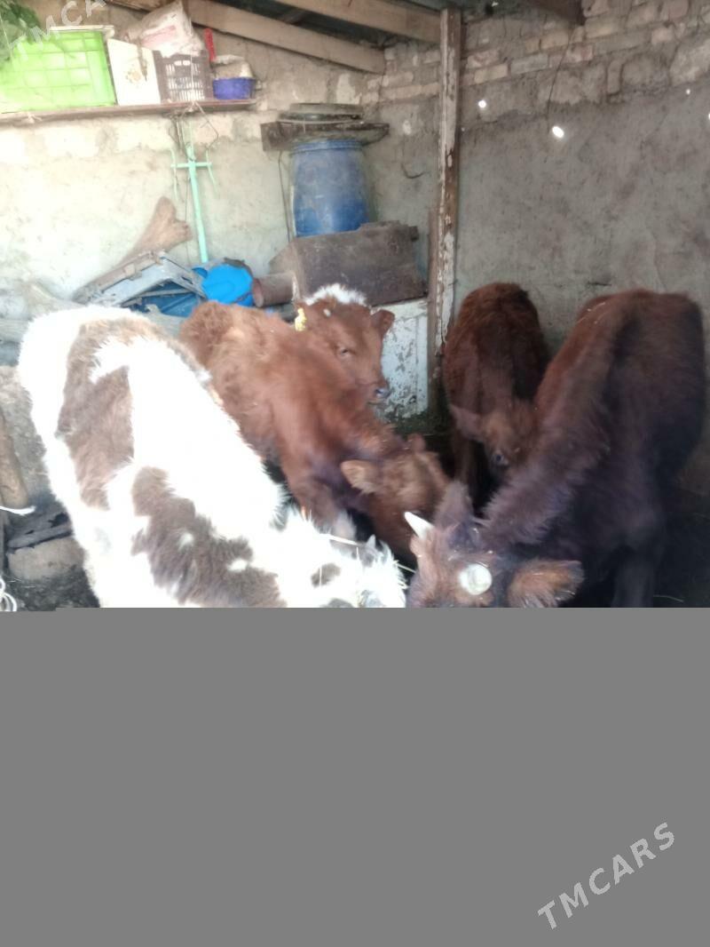 Arzan 5okuzler - Aşgabat - img 4