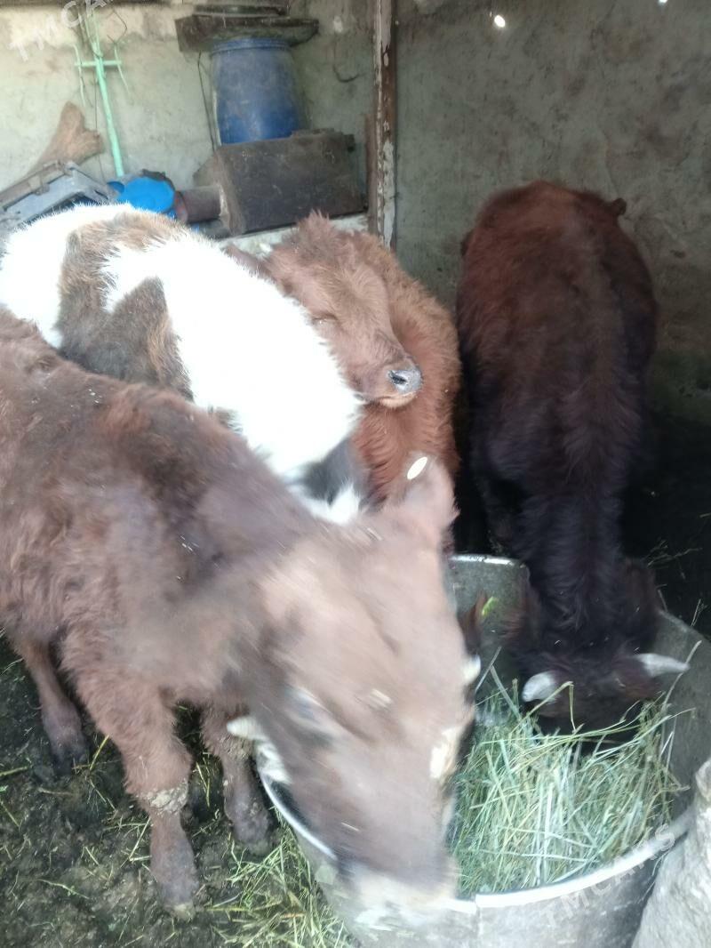 Arzan 5okuzler - Aşgabat - img 9