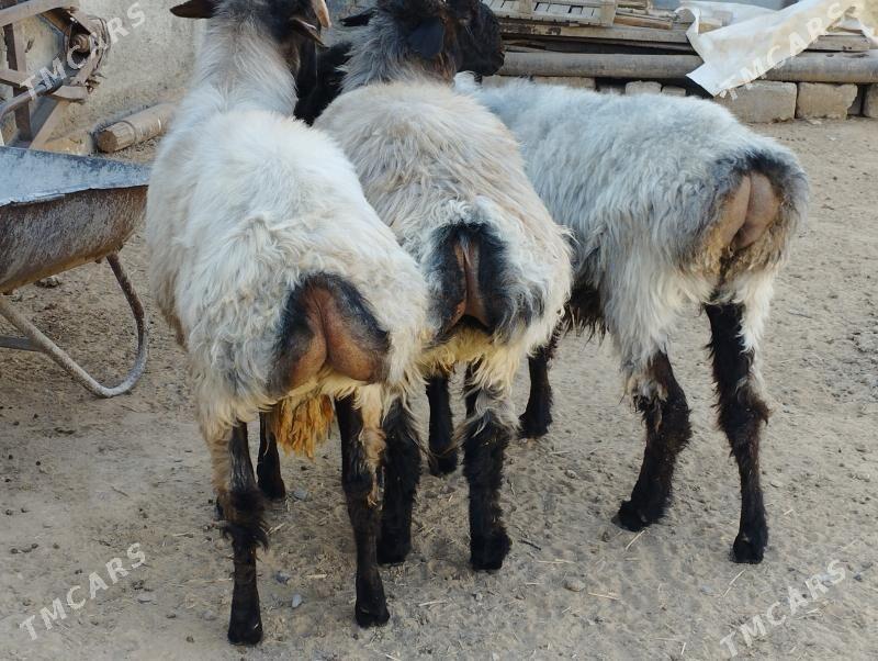 Işşek - Анев - img 3